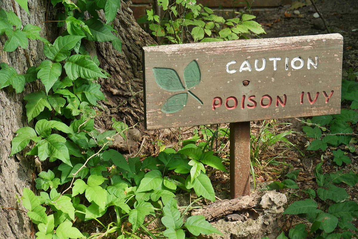 poison ivy sign